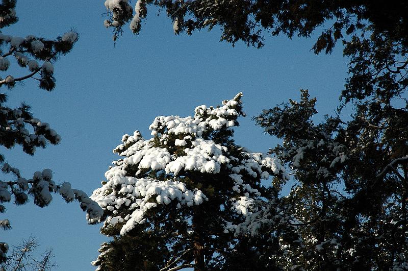 2009-01-08, Schnee (2).JPG